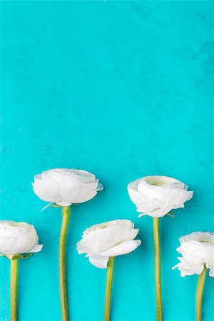 White ranunculus flowers Blue background Copy space Photographie de stock - Aubaine LD & Abonnement, Code: 400-08669427