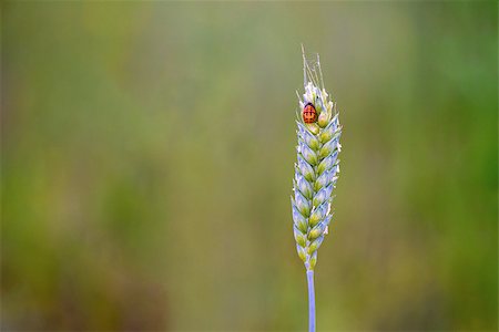 A pretty lady bug perching on the top of a bud Stock Photo - Budget Royalty-Free & Subscription, Code: 400-08669494