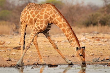 simsearch:400-07430708,k - Giraffe (Giraffa camelopardalis) drinking water, Etosha National Park, Namibia Stock Photo - Budget Royalty-Free & Subscription, Code: 400-08669562