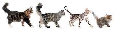 simsearch:400-08412984,k - four walking cats in front of white background Photographie de stock - Aubaine LD & Abonnement, Code: 400-08669618