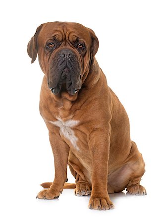 simsearch:400-08669628,k - Bordeaux mastiff in front of white background Stock Photo - Budget Royalty-Free & Subscription, Code: 400-08669619