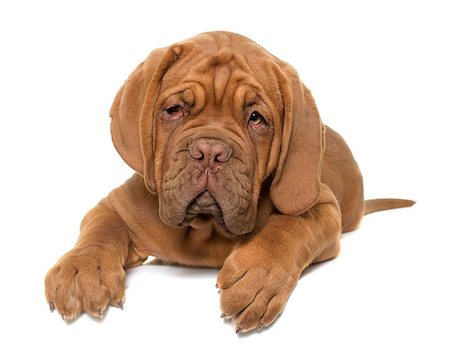 simsearch:400-08669628,k - puppy Bordeaux mastiff in front of white background Stock Photo - Budget Royalty-Free & Subscription, Code: 400-08669624