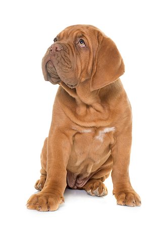 simsearch:400-08669628,k - puppy Bordeaux mastiff in front of white background Stock Photo - Budget Royalty-Free & Subscription, Code: 400-08669625