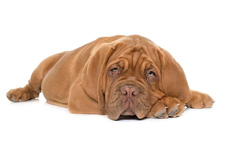 simsearch:400-08669628,k - puppy Bordeaux mastiff in front of white background Stock Photo - Budget Royalty-Free & Subscription, Code: 400-08669626