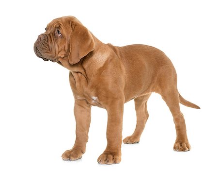 simsearch:400-08615864,k - puppy Bordeaux mastiff in front of white background Stock Photo - Budget Royalty-Free & Subscription, Code: 400-08669627