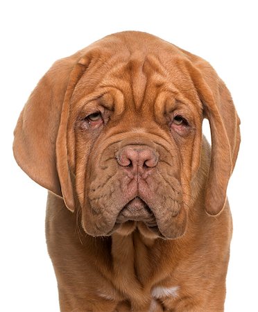 simsearch:400-08669628,k - puppy Bordeaux mastiff in front of white background Stock Photo - Budget Royalty-Free & Subscription, Code: 400-08669628