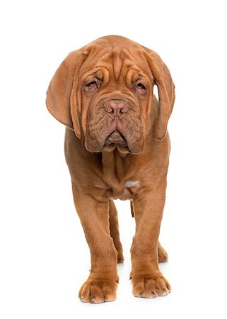 simsearch:400-08615864,k - puppy Bordeaux mastiff in front of white background Stock Photo - Budget Royalty-Free & Subscription, Code: 400-08669629