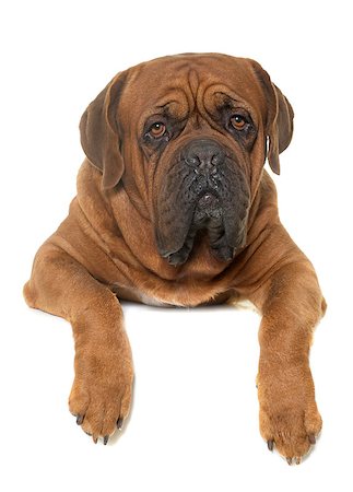 simsearch:400-08669628,k - Bordeaux mastiff in front of white background Stock Photo - Budget Royalty-Free & Subscription, Code: 400-08669620