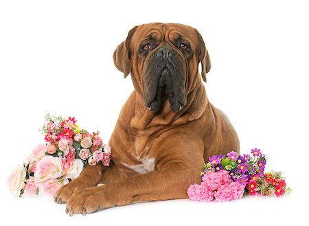 simsearch:400-08669628,k - Bordeaux mastiff in front of white background Stock Photo - Budget Royalty-Free & Subscription, Code: 400-08669621