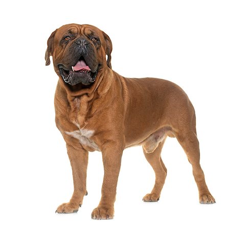 simsearch:400-08669628,k - Bordeaux mastiff in front of white background Stock Photo - Budget Royalty-Free & Subscription, Code: 400-08669622