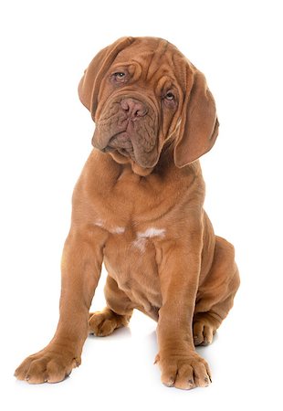 simsearch:400-08669628,k - puppy Bordeaux mastiff in front of white background Stock Photo - Budget Royalty-Free & Subscription, Code: 400-08669623