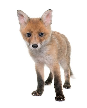 fox cub in front of white background Foto de stock - Super Valor sin royalties y Suscripción, Código: 400-08669636
