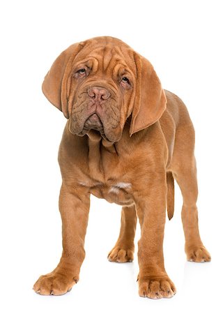 simsearch:400-08669628,k - puppy Bordeaux mastiff in front of white background Stock Photo - Budget Royalty-Free & Subscription, Code: 400-08669630
