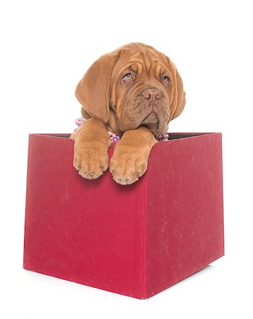 simsearch:400-08615864,k - puppy Bordeaux mastiff in front of white background Stock Photo - Budget Royalty-Free & Subscription, Code: 400-08669631