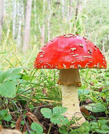 simsearch:400-07089206,k - Big red death cap in the forest Foto de stock - Super Valor sin royalties y Suscripción, Código: 400-08669775