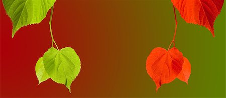 simsearch:400-07827769,k - Green and red linden-tree twigs on multicolor background with copy space Foto de stock - Super Valor sin royalties y Suscripción, Código: 400-08669922