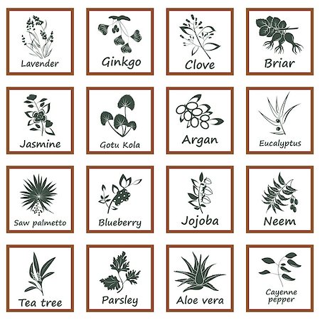 palmetto - Collection of Ayurvedic Herbs. Labels for Essential Oils and Natural Supplements Stock Photo - Budget Royalty-Free & Subscription, Code: 400-08675240