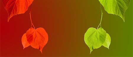 simsearch:400-07827769,k - Red and green linden-tree twigs on multicolor background with copy space Foto de stock - Super Valor sin royalties y Suscripción, Código: 400-08675487
