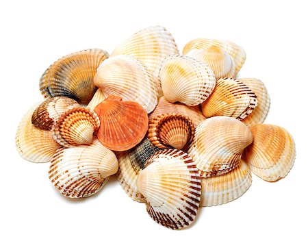 simsearch:400-04406446,k - Seashells of anadara and scallop. Isolated on white background Stock Photo - Budget Royalty-Free & Subscription, Code: 400-08678165