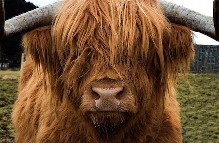 scottish cattle - Highlands. Escocia. Marzo 2010 Stock Photo - Budget Royalty-Free & Subscription, Code: 400-08678495
