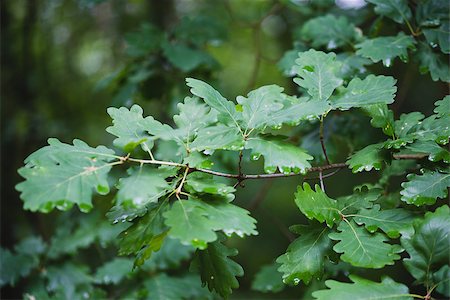 rememberme (artist) - green fresh oak leaves background in forest Photographie de stock - Aubaine LD & Abonnement, Code: 400-08678997