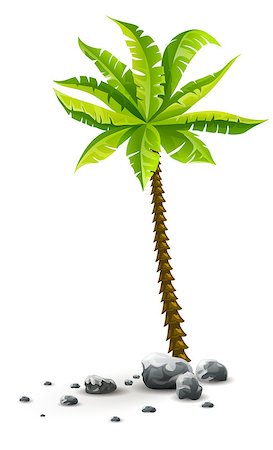 single coconut tree picture - Single tropical coconut palm tree plant with green leaves in stones. Nature detail. Vector illustration of coco palm-tree, isolated on white transparent background Stock Photo - Budget Royalty-Free & Subscription, Code: 400-08679286