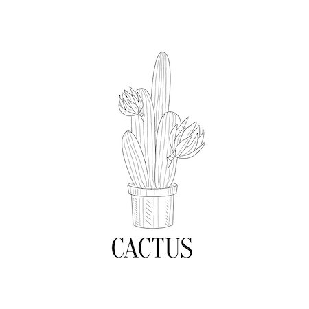 simsearch:400-08776897,k - Blooming Tall Cactus In Pot Hand Drawn Realistic Detailed Sketch In Classy Simple Pencil Style On White Background Stockbilder - Microstock & Abonnement, Bildnummer: 400-08679467