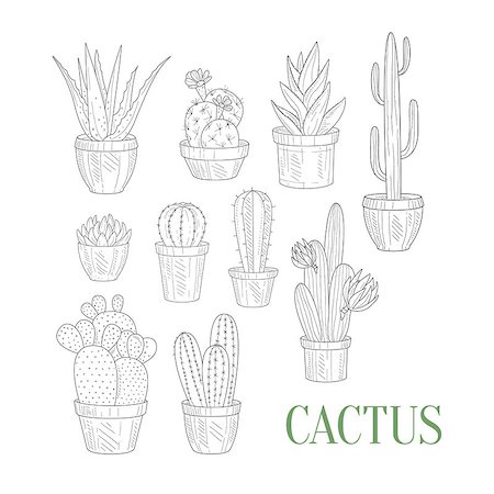 succulent flowers - Different Cacti In Pots Hand Drawn Realistic Detailed Sketch In Classy Simple Pencil Style On White Background Stock Photo - Budget Royalty-Free & Subscription, Code: 400-08679468