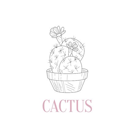 simsearch:400-08776897,k - Cactus Home Plant Hand Drawn Realistic Detailed Sketch In Classy Simple Pencil Style On White Background Stockbilder - Microstock & Abonnement, Bildnummer: 400-08679470