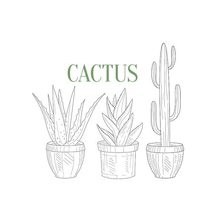 simsearch:400-08776897,k - Three Tall Cacti In Pots Hand Drawn Realistic Detailed Sketch In Classy Simple Pencil Style On White Background Stockbilder - Microstock & Abonnement, Bildnummer: 400-08679471
