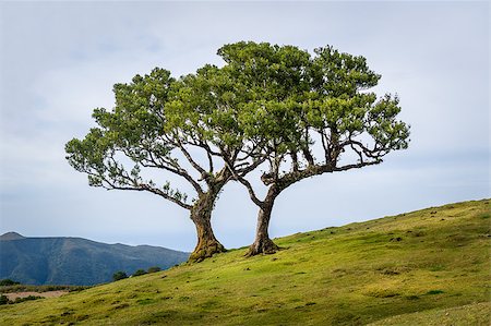 steffus (artist) - Two lonely trees growing in the hills of Madeira mountain plateau. Hiking routes of Fanal forest, Madeira island, Portugal. Fotografie stock - Microstock e Abbonamento, Codice: 400-08679627