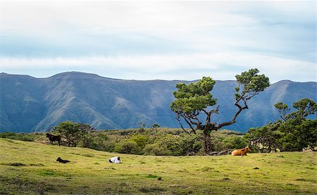 steffus (artist) - Cows in the mountain plateau of Madeira. Landscapes of Fanal national park, Madeira island, Portugal. Fotografie stock - Microstock e Abbonamento, Codice: 400-08679628