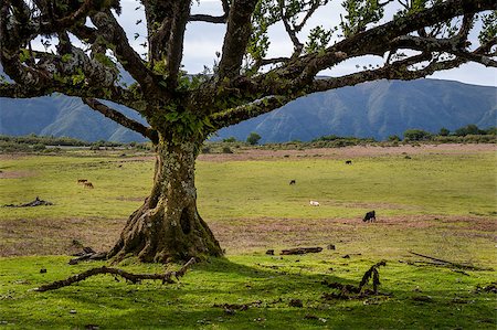 steffus (artist) - Old unusual tree and cows in the green fields of Fanal national park. Madeira island, Portugal. Fotografie stock - Microstock e Abbonamento, Codice: 400-08679629