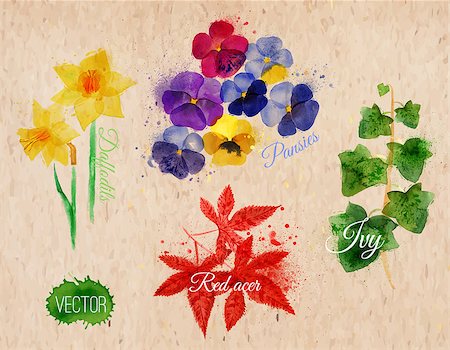 Flower grass set drawn watercolor blots and stains with a spray daffodils, pansies, ivy, red acer on kraft paper Stock Photo - Budget Royalty-Free & Subscription, Code: 400-08670044