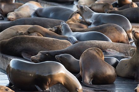 California sea lions (Zalophus californianus) can be found at pier 39 in San Francisco, USA. Stock Photo - Budget Royalty-Free & Subscription, Code: 400-08670086