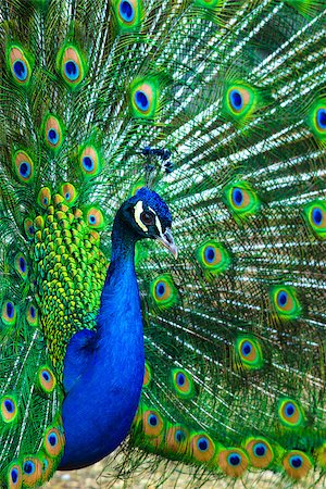 simsearch:400-05069586,k - peacock. peafowl.  Beautiful spread of a peacock. beautiful peacock bird. A beautiful male peacock with expanded feathers. Foto de stock - Super Valor sin royalties y Suscripción, Código: 400-08670111