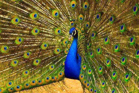 simsearch:400-05069586,k - peacock. peafowl.  Beautiful spread of a peacock. beautiful peacock bird. A beautiful male peacock with expanded feathers. Foto de stock - Super Valor sin royalties y Suscripción, Código: 400-08670112