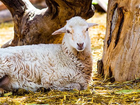 scottish cattle - lamb. Farm animals lamb. Animal lamb. The animal farm lamb. White lamb looking at the camera. Stock Photo - Budget Royalty-Free & Subscription, Code: 400-08670324