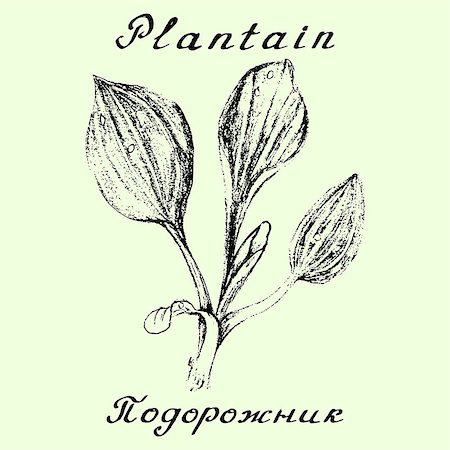 plantain - Plantain. Pencil drawing and hand-lettering. English and Russian texts. Natural cosmetic. Medicinal plant. Print - decoration - image - design - label - wrapping Foto de stock - Super Valor sin royalties y Suscripción, Código: 400-08670335