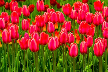 field of tulips natural season Stock Photo - Budget Royalty-Free & Subscription, Code: 400-08671009