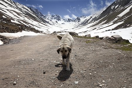 Dog on dirt road in spring mountains. Turkey, Kachkar Mountains (part of Pontic Mountains). Stock Photo - Budget Royalty-Free & Subscription, Code: 400-08671170
