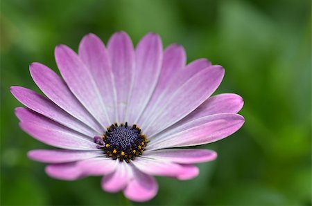 simsearch:400-07169438,k - Beautiful purple daisy and green nature. Stock Photo - Budget Royalty-Free & Subscription, Code: 400-08671476