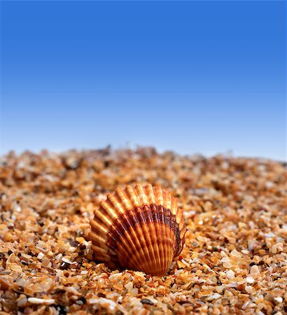 simsearch:400-04406446,k - Seashell on sand and blue background with copy space Stock Photo - Budget Royalty-Free & Subscription, Code: 400-08671753