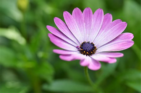 simsearch:400-07169438,k - Beautiful purple daisy and green nature. Stock Photo - Budget Royalty-Free & Subscription, Code: 400-08672069