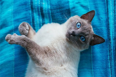 portrait cat with blue eyes on a blue background Stock Photo - Budget Royalty-Free & Subscription, Code: 400-08672172