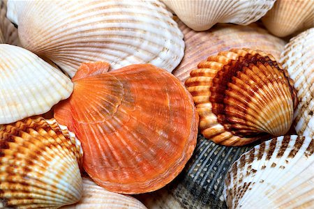 simsearch:400-04406446,k - Background of seashells. Shells of anadara and scallop. Stock Photo - Budget Royalty-Free & Subscription, Code: 400-08672656