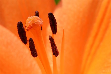 Close up of stamen and pistil of Lily flower Photographie de stock - Aubaine LD & Abonnement, Code: 400-08672783