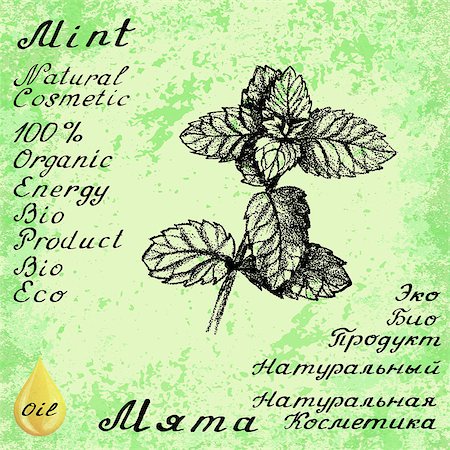 simsearch:400-06531157,k - Vector hand drawn mint illustration. Botanical drawing. Pencil drawing. Inscriptions in English and Russian languages. Natural products, bio, organic Foto de stock - Royalty-Free Super Valor e Assinatura, Número: 400-08673097