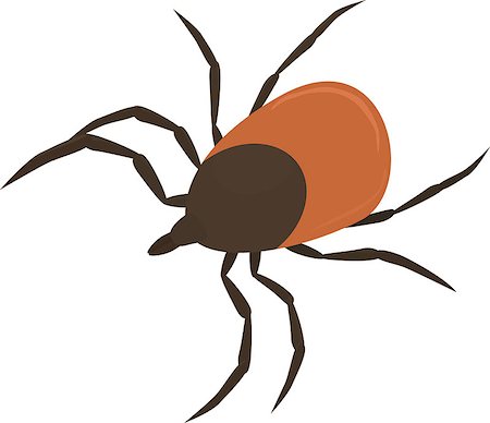 Vector illustration of brown cartoon parasite tick Stock Photo - Budget Royalty-Free & Subscription, Code: 400-08673329