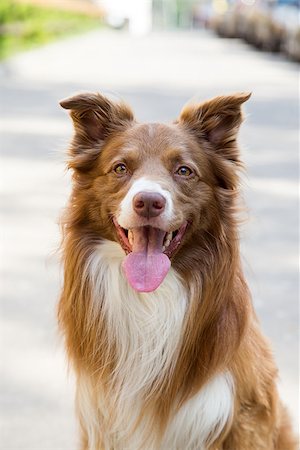 Border Collie Dog Stock Photo - Budget Royalty-Free & Subscription, Code: 400-08673395